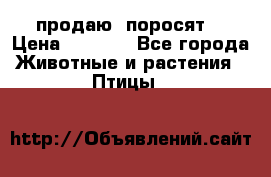 продаю  поросят  › Цена ­ 1 000 - Все города Животные и растения » Птицы   